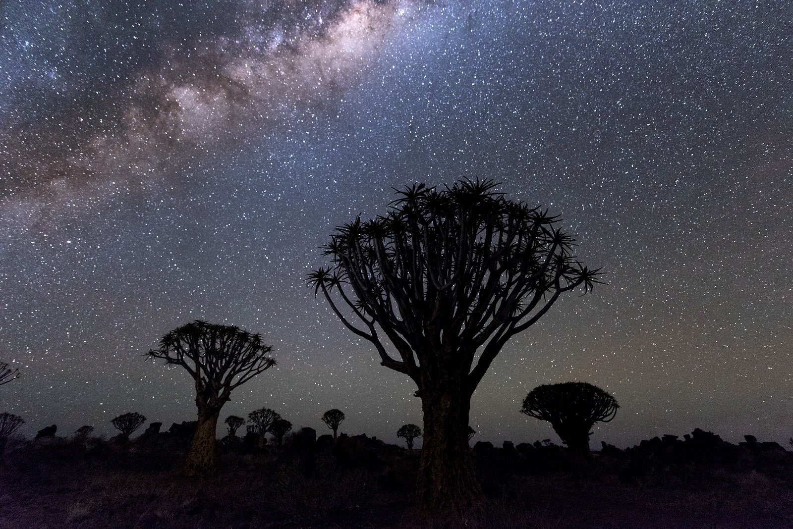 Quivertree Forest Park, Namibia, Nature, Star - Space, Night, Milky Way, Astronomy, Sky, Tree, Landscape, Galaxy, Space, Blue, Dark, Nebula, Scenics, Planet - Space, Africa, Black Color, Beauty In Nature, Science, Constellation, Outdoors, Alex Mimo