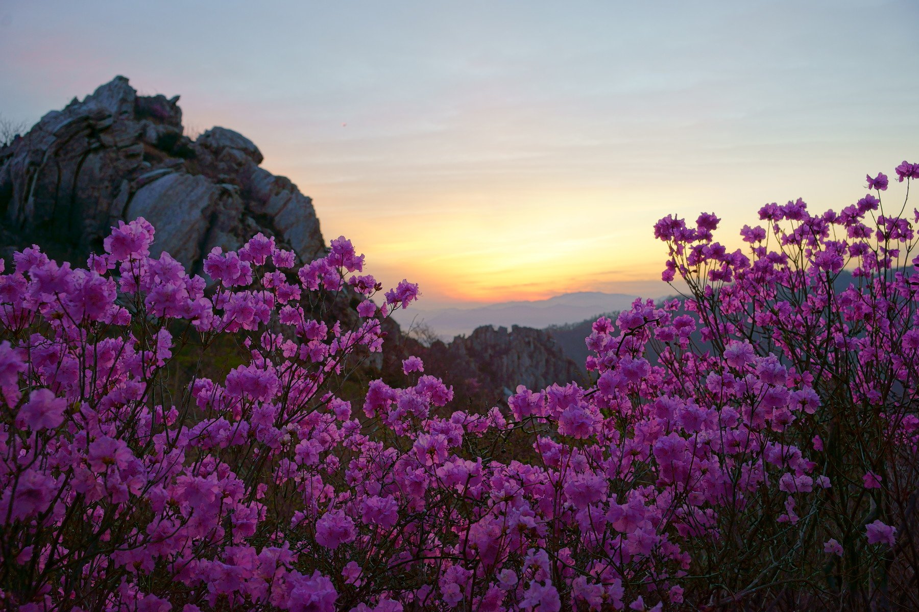 spring,korea,mountain,dawn,azalea,flower,clouds,light,cloud,rocky mountain,, Shin