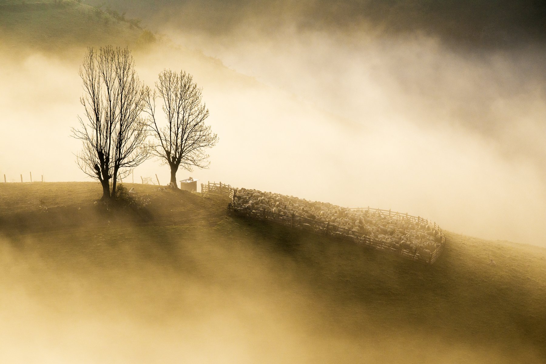 hill,trees,sheeps,mist,fog,nature,, Marius Turc