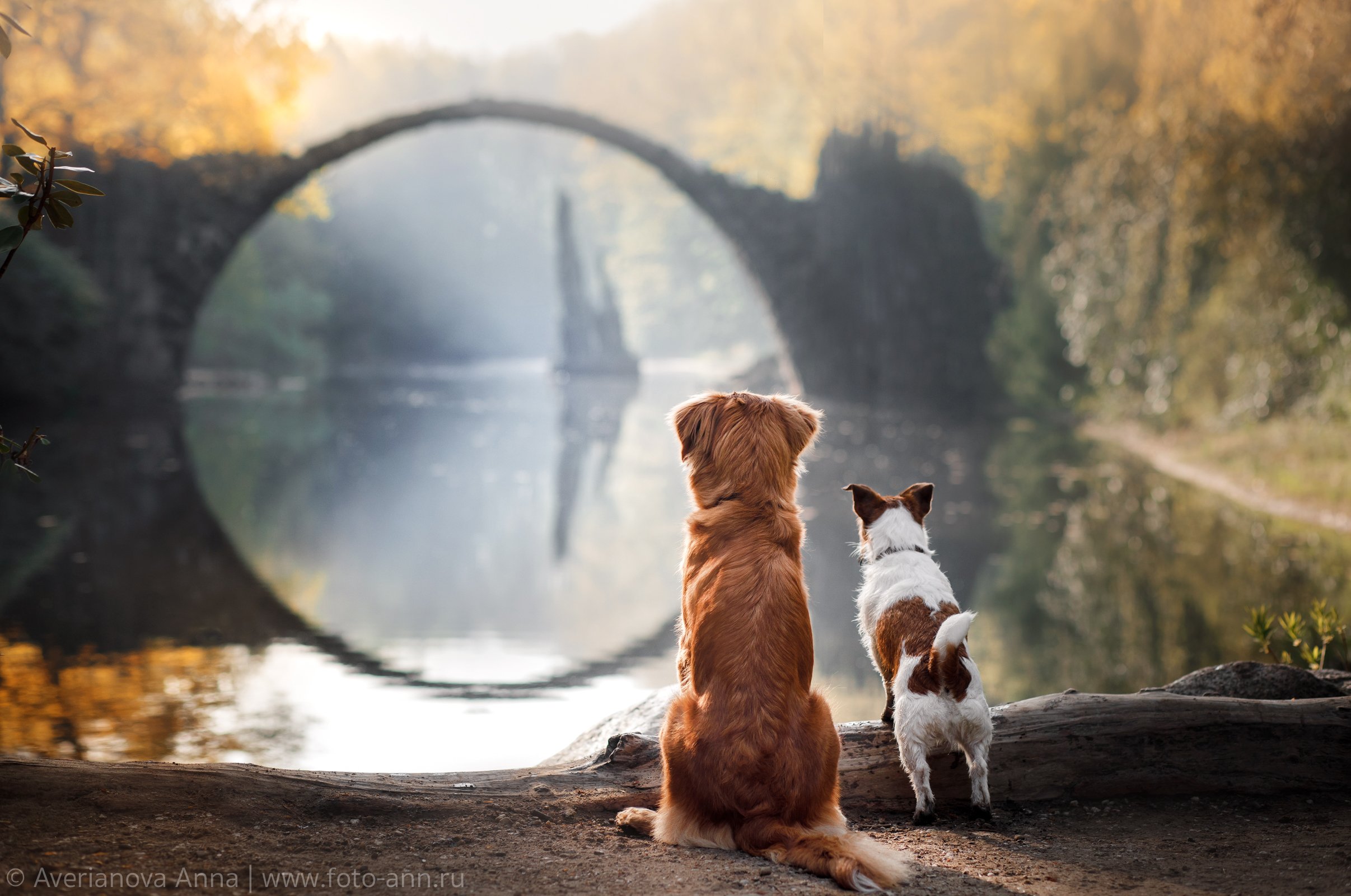 собаки, природа, мост, Германия, Анна Аверьянова