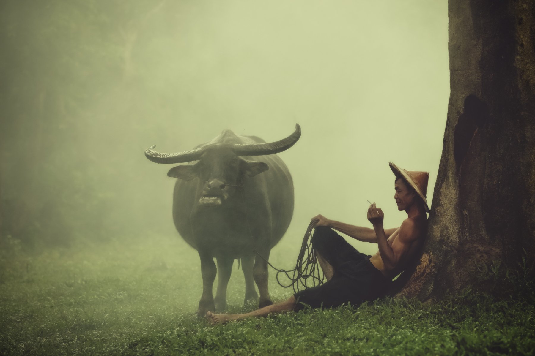 buffalo,relaxation,smoke,fog,thai,thailand, ADIREK M