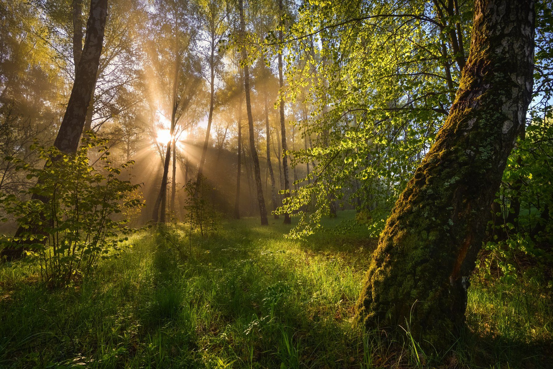 Солнечный лес. Фотопейзажи Владимира Рябкова. 