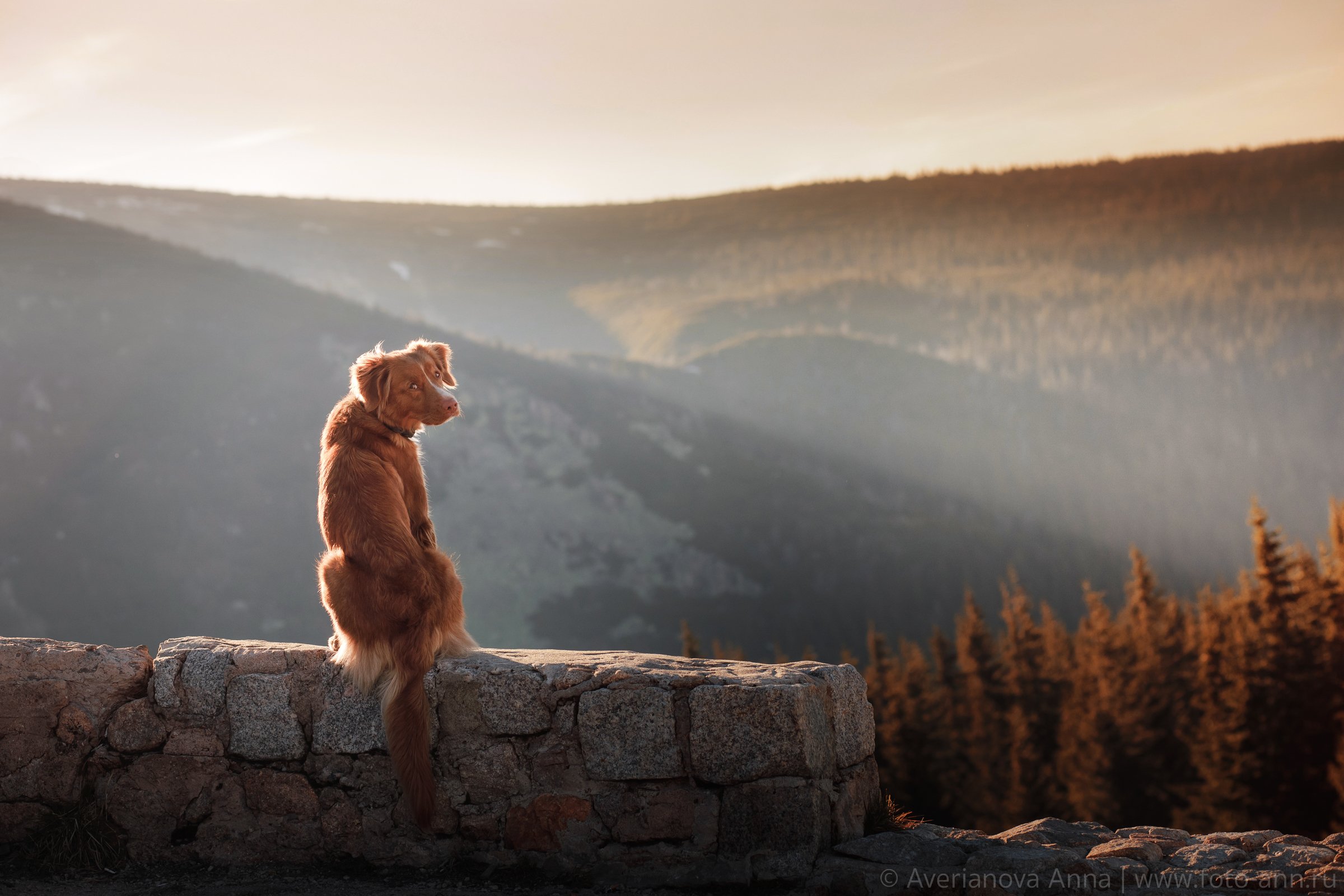 собака, природа, горы, Анна Аверьянова