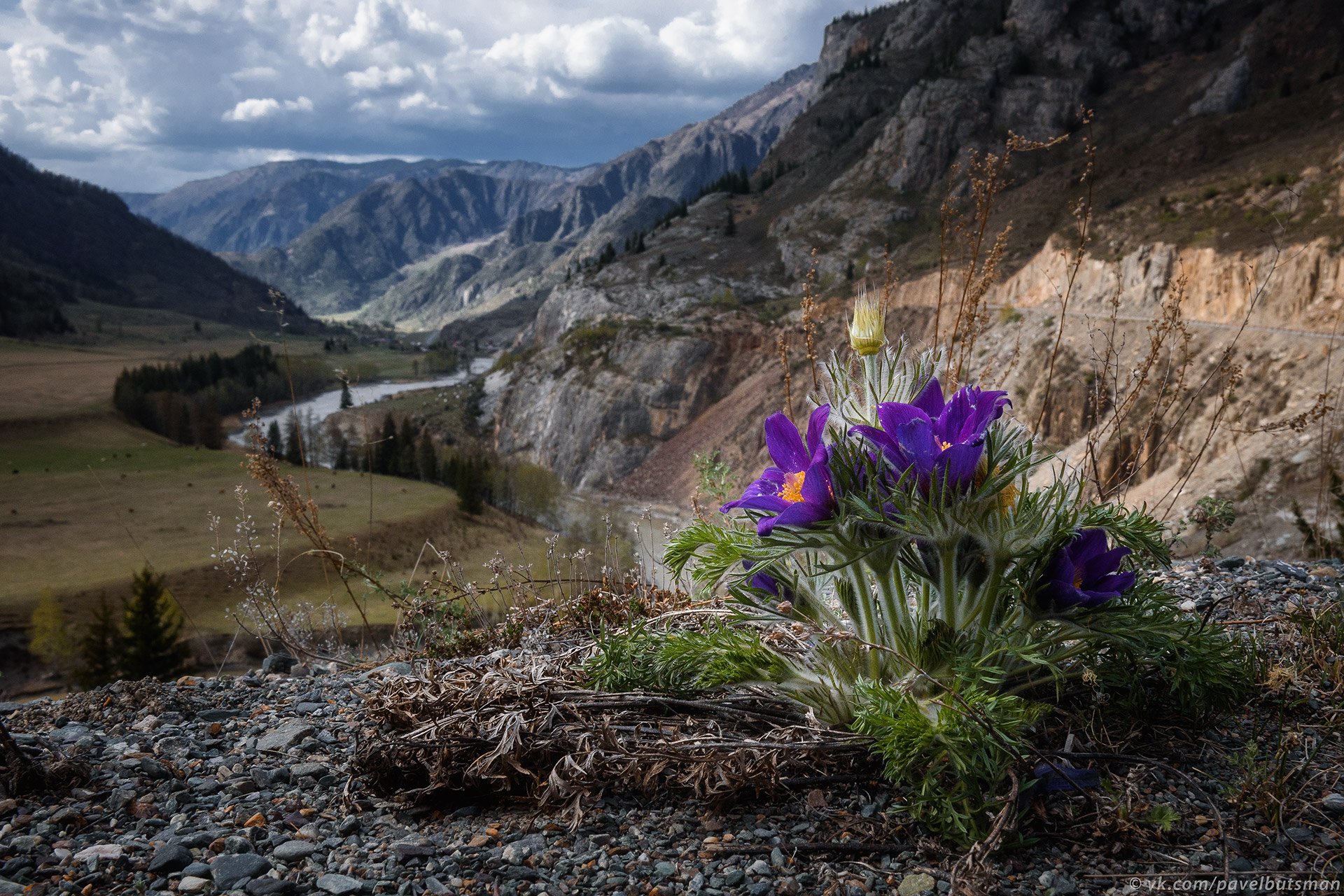Алтай, весна, горы, река, скалы, пейзаж, цветы, Павел Силиненко