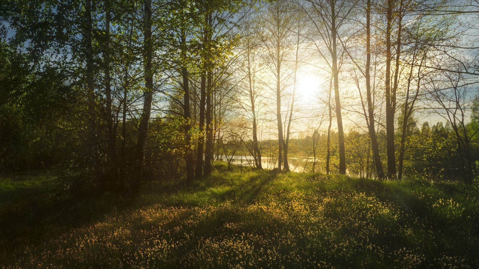 поляна, трава, деревья, солнце, весна, Михаил Кушнер