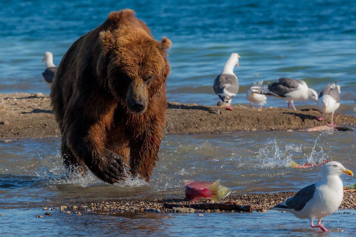 Камчатка, лето, природа, путешествие, медведь, рыба , Денис Будьков