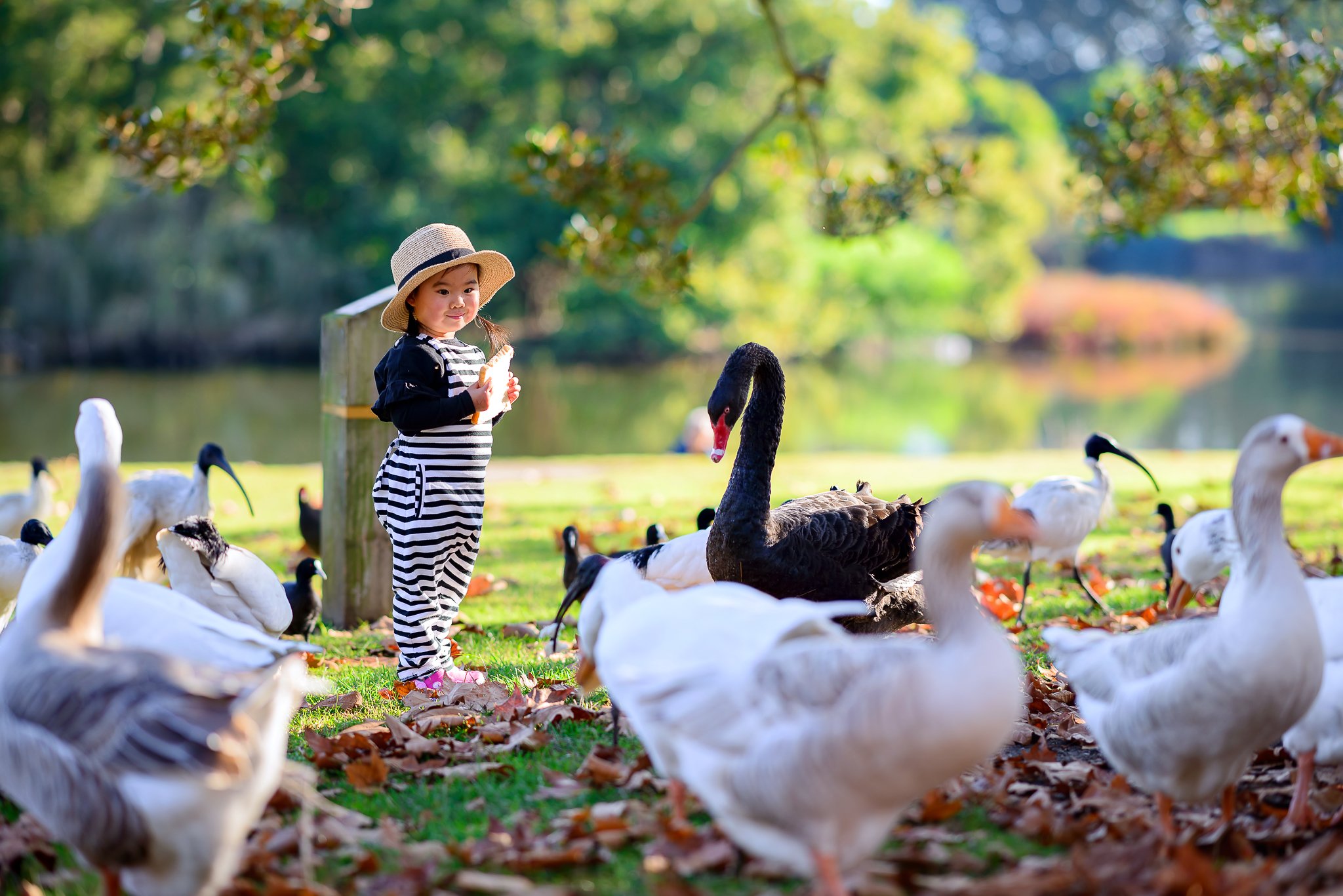 kid, girl, child, park, animal, black swan, Derek Zhang