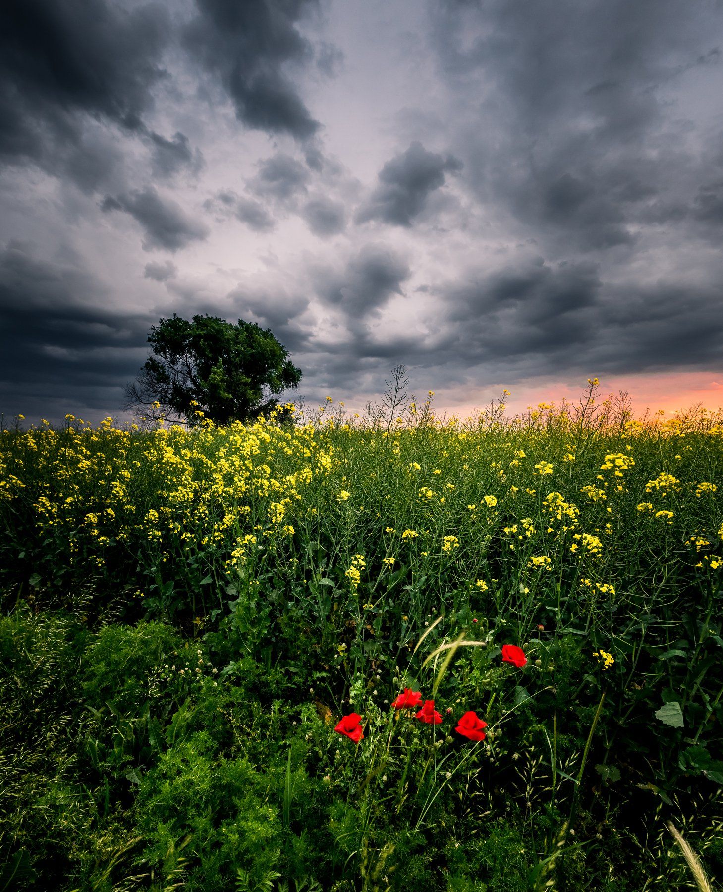 spring,field,tree,sunset,poppy,grass,flowers,clouds,dramatic,sky, Jeni Madjarova