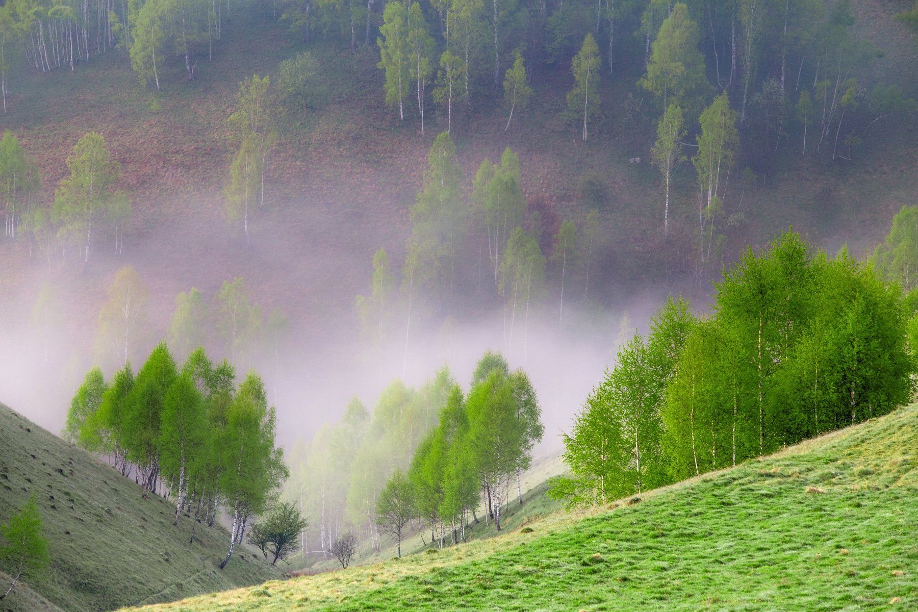 morning,mist,fog,trees,hills,romania,, Marius Turc