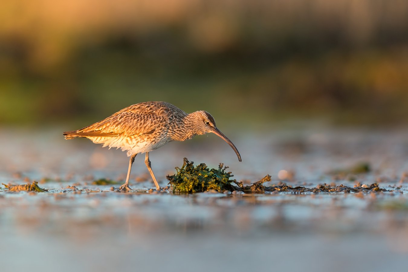 curlew, mkkaczy, ireland, Marcin Kaczmarkiewicz