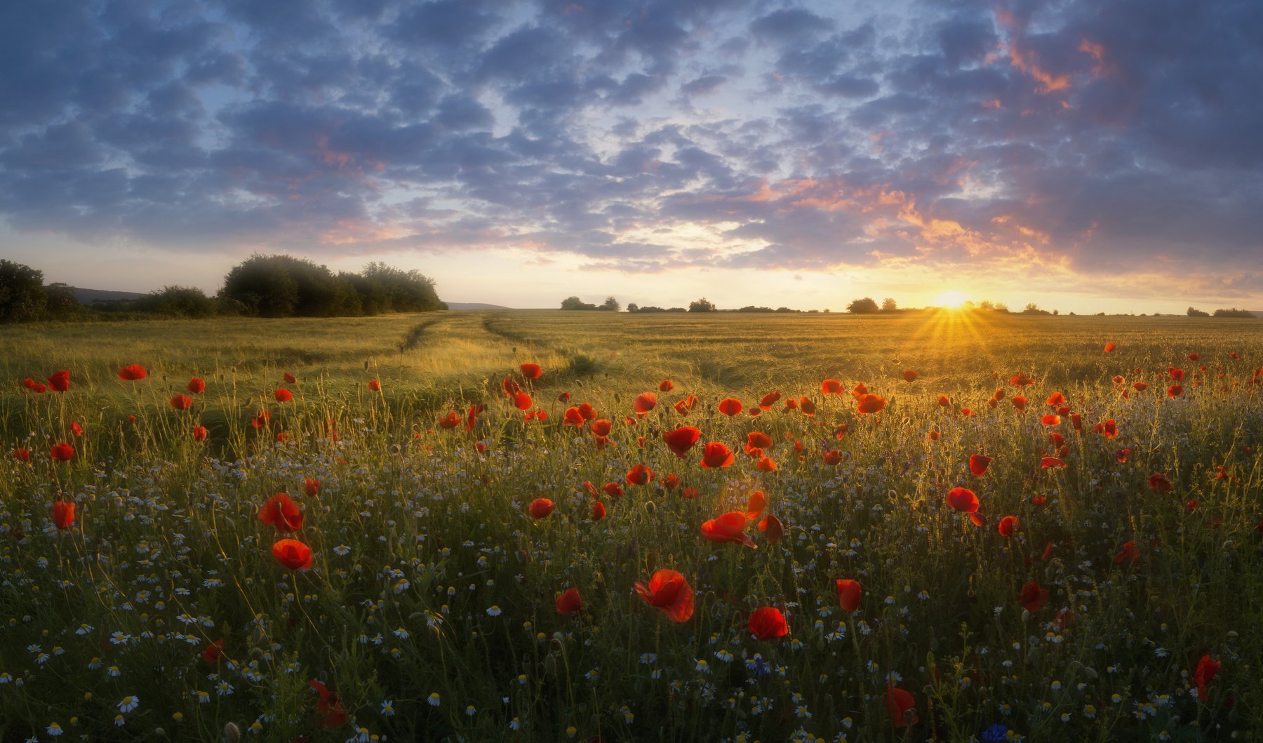 landscape,poppies,пейзаж,природа,nature,flowers,colors,red,fields,sunlight,clouds, Genadi Dochev