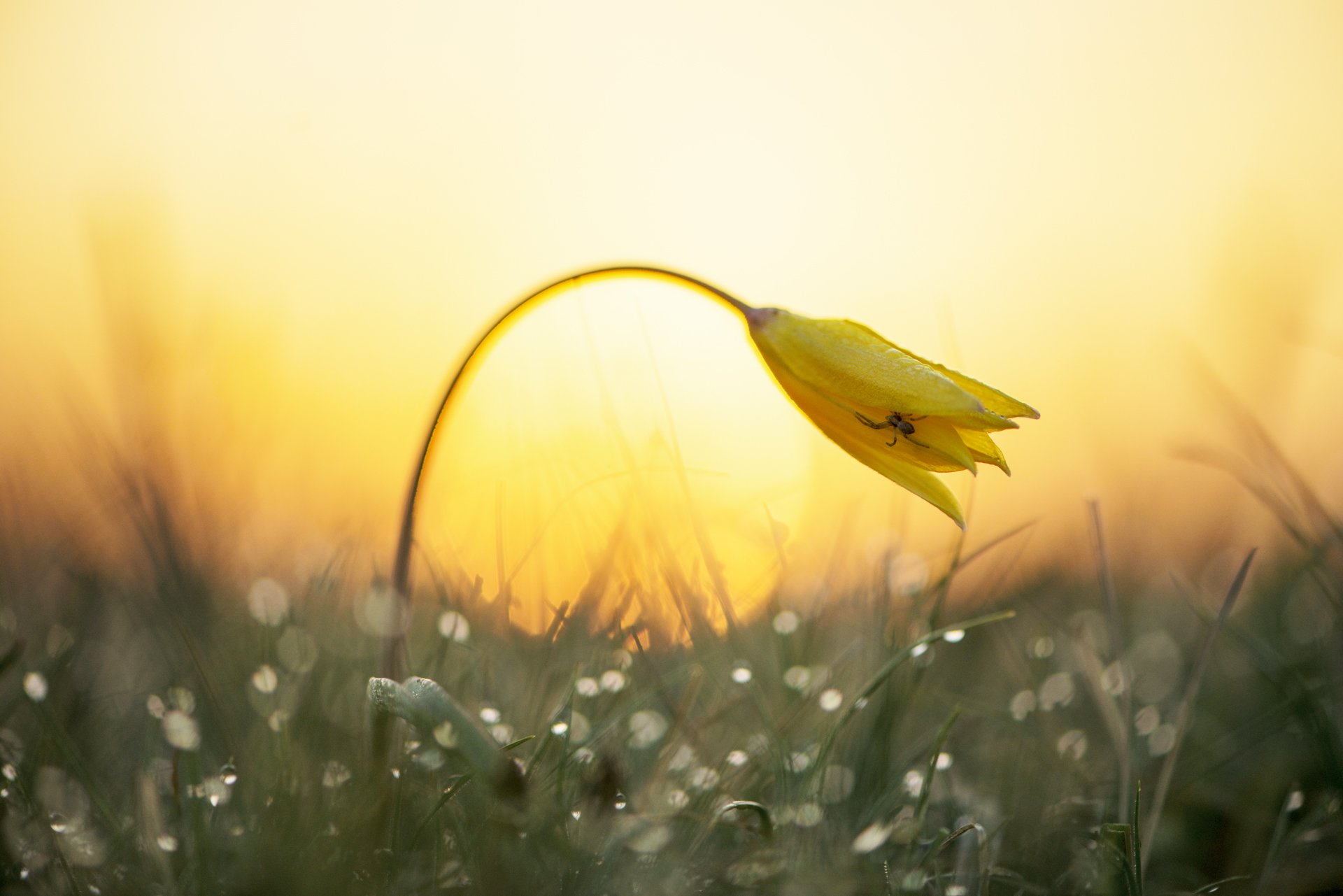 цветы,цветок,макро,растения,боке,рассвет,природа,весна,macro,bokeh,flowers,flower,tulips,plant,тюльпан, Александр Иванов