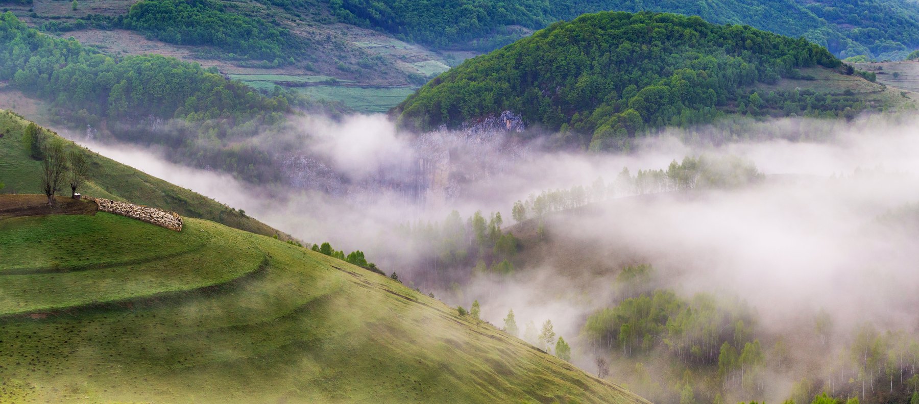 nature,colors,mist,fog,trees,earth,apuseni,, Marius Turc