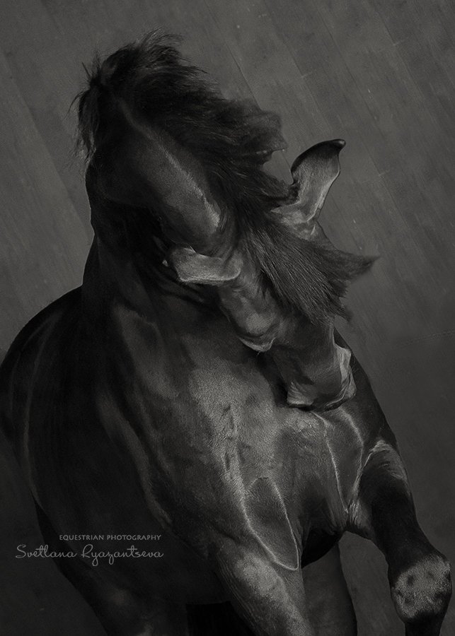 horse, black, monochrome, head, portrait, лошадь, лошади, монохром, портрет, Svetlana Ryazantseva