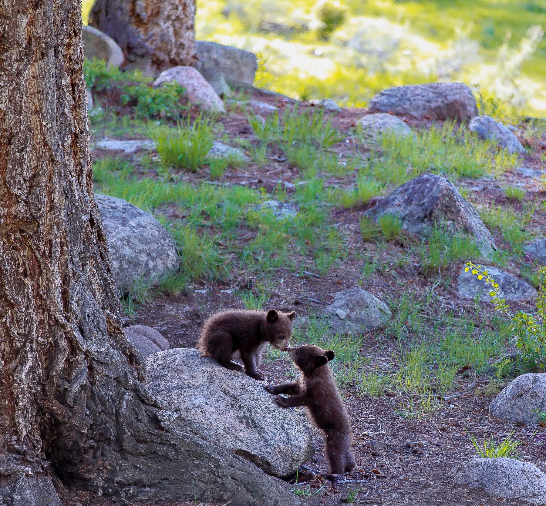 bear, animal, wild, wildlife, yellowstone, Derek Zhang