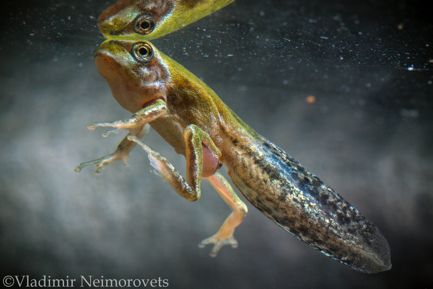  Hyla arborea schelkownikowi, Краснодарский край, Krasnodar Territory, North-Western Caucasus, metamorphosis, frog, tadpole, Владимир Нейморовец