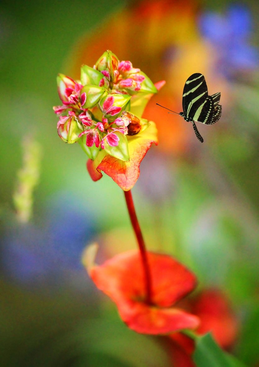 бабочка,цветы,акварель,, Zadorina Svetlana