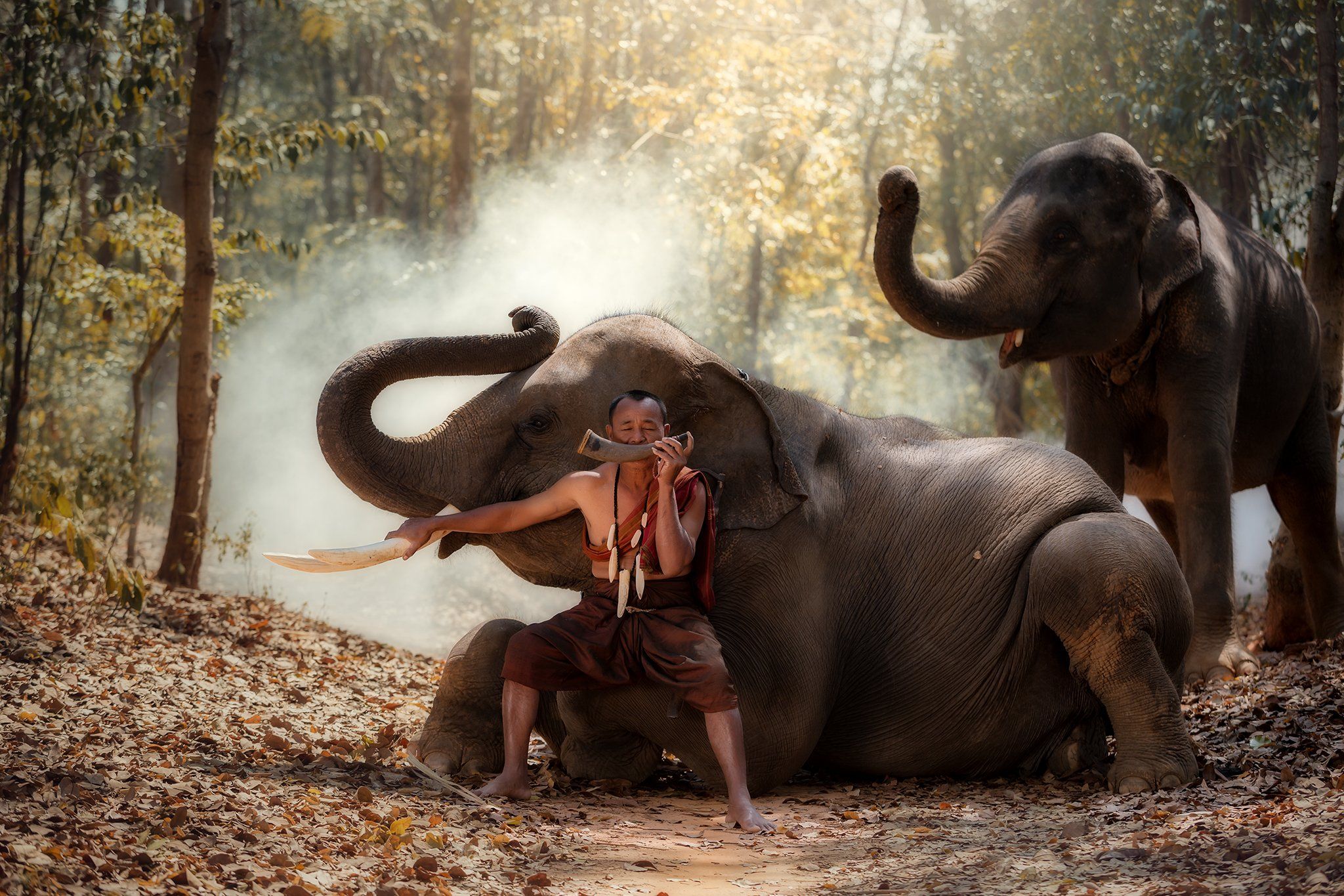 portrait,elephant,friends,man,people,thailand,, SUTIPORN SOMNAM