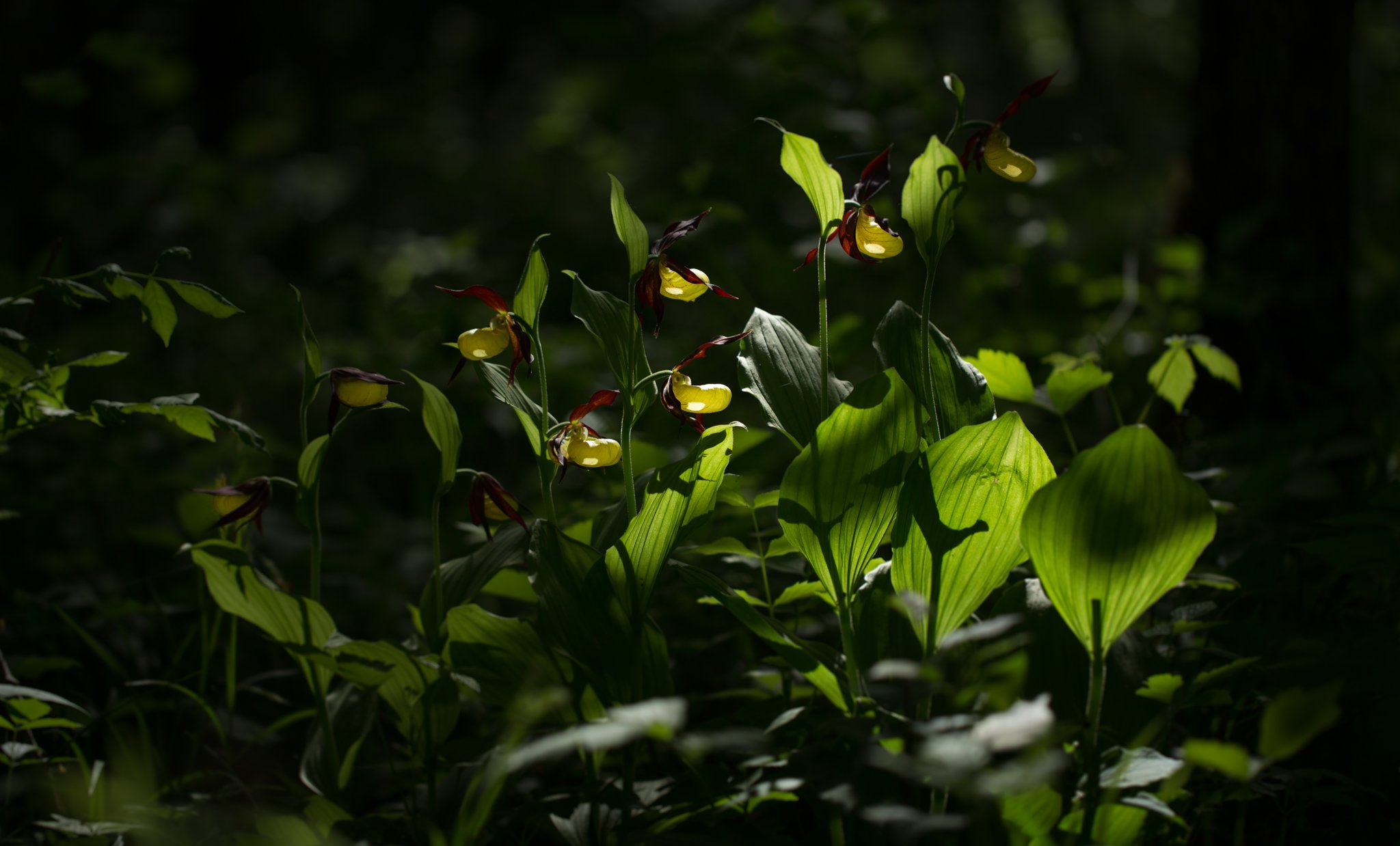 cypripedium calceolus, nature, macro, flowers, spring, wildlife,башмачок, Eglė Lugauskienė