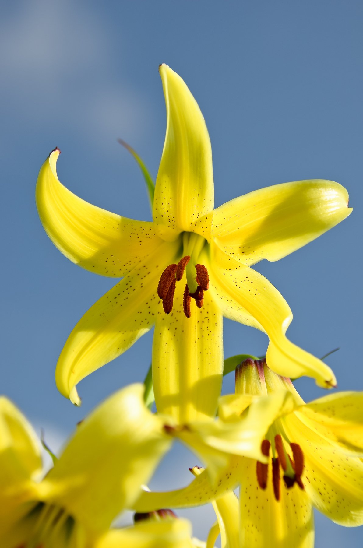 Лилия Кессельринга, Lilium kesselringianum, жёлтый, яркий, цвет, небо, голубой, контраст, Кавказ, Архыз, Ксения Соварцева