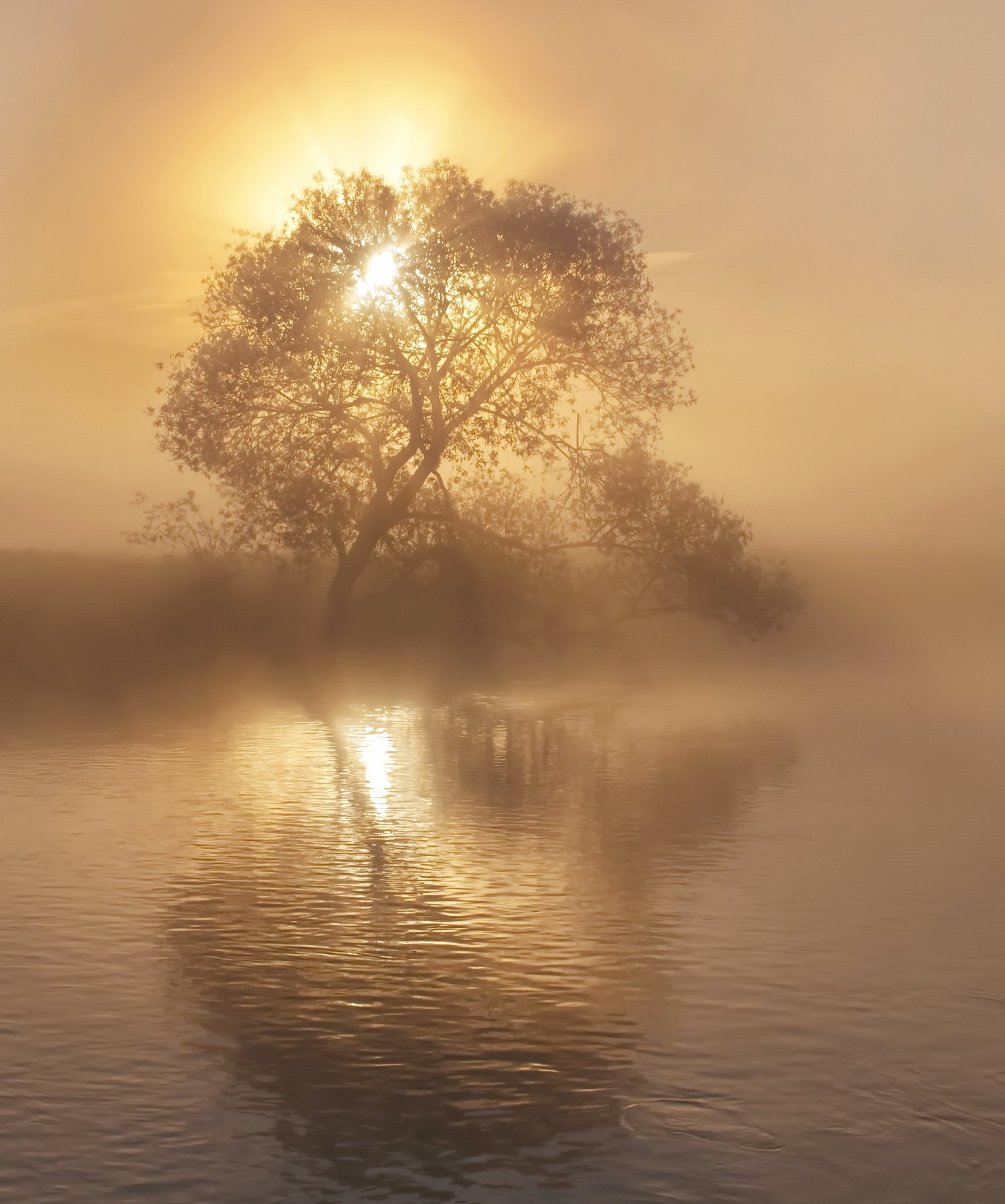 утро, туман, весна, Александр Гвоздь