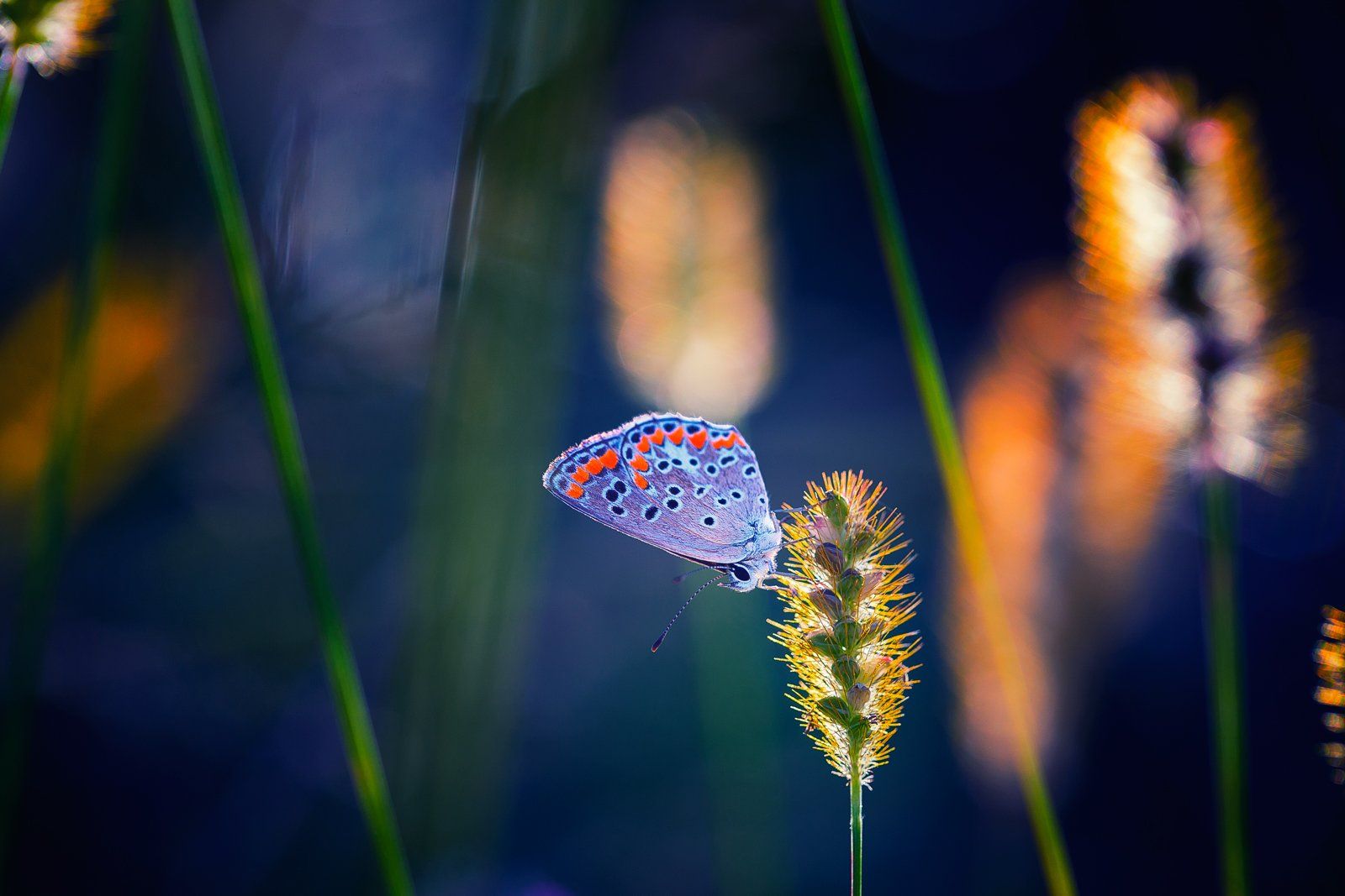 butterfly,nature,macro,light,bokeh,beautiful,fairy,insects,insect,, Georgi Georgiev (zeromx)