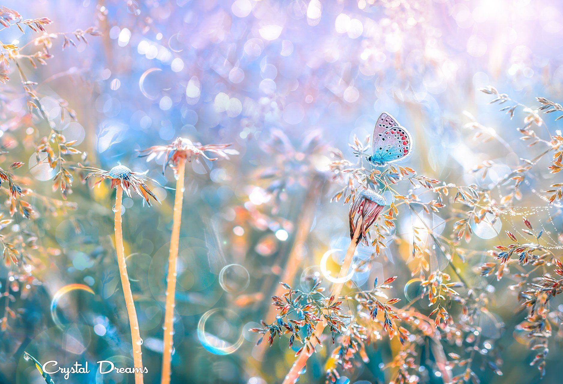 crystal dreams, macro, spring, color, art, nature, butterfly, Татьяна Крылова