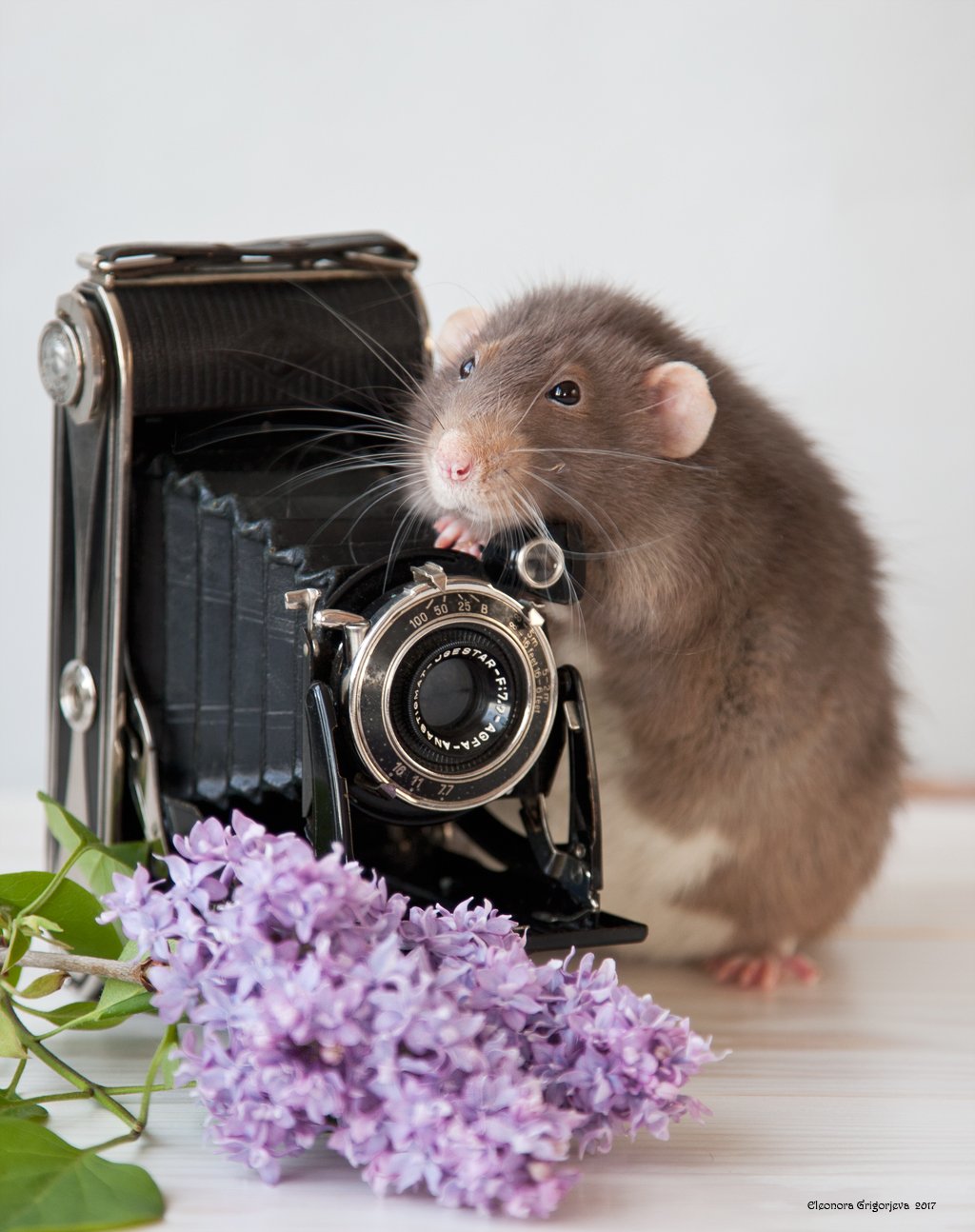 крыса, дамбо, домашнее животное, декоративная, винтаж, фотокамера, фотограф, фотография, крысиные истории, Eleonora Grigorjeva