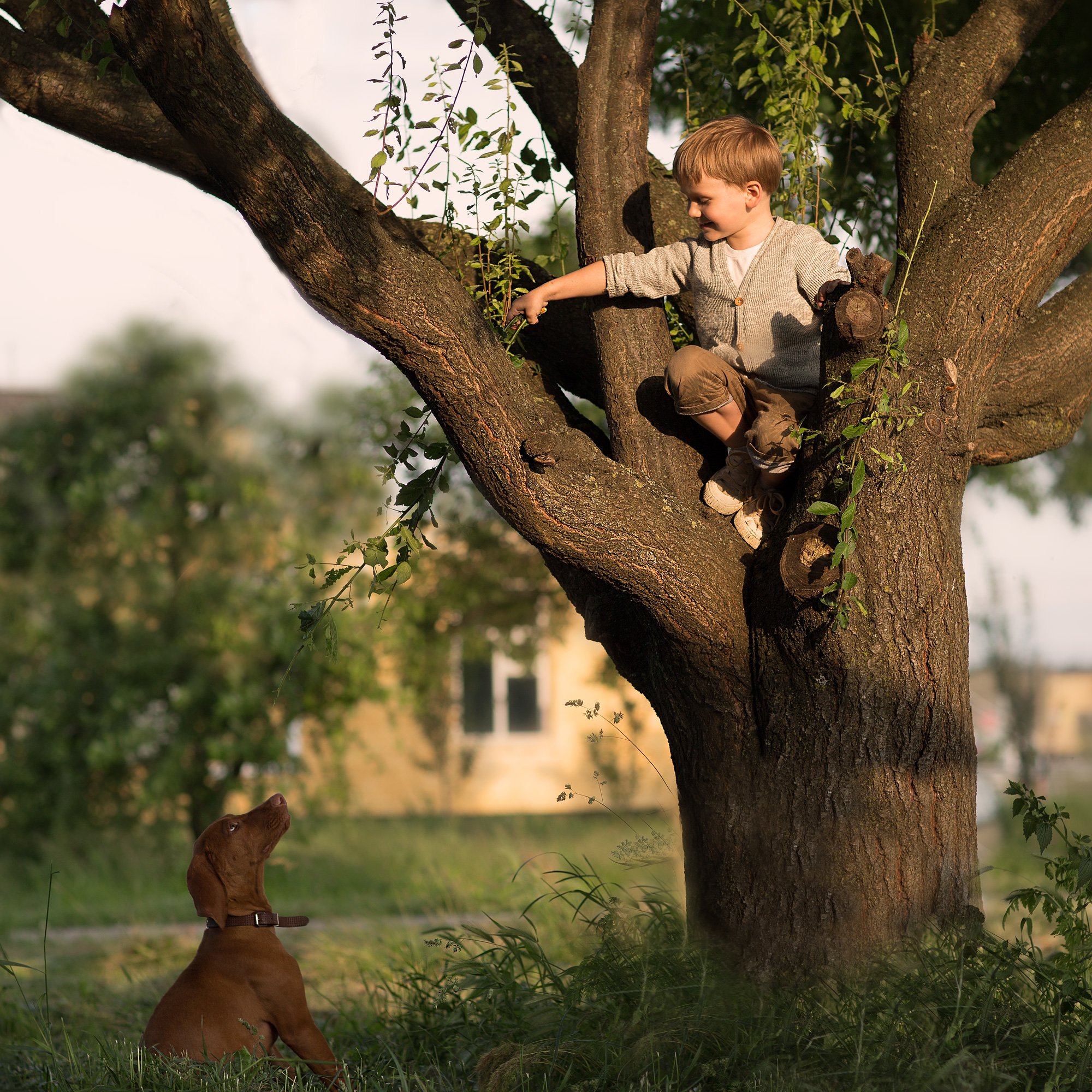 дети собака друг дружба игра дрессировка лето дерево трава кенон  85мм, Евгения Брусенцова