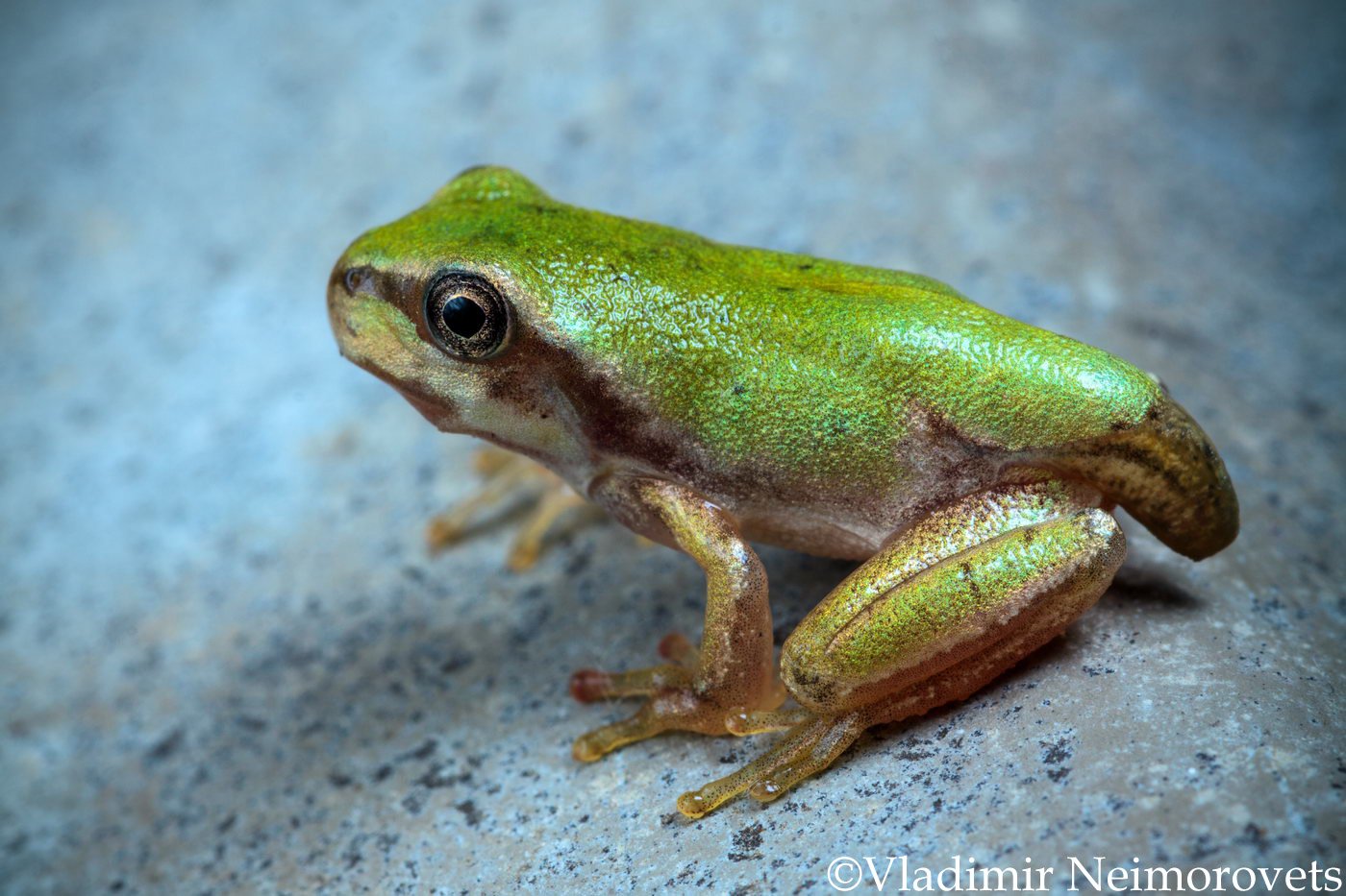 Hyla arborea schelkownikowi, Krasnodar Territory, North-Western Caucasus, tree frog, метаморфоз, metamorphosis, Hyla arborea schelkownikowi, Северо-Западный Кавказ, Краснодарский край, лягушка, квакша шелковникова, , Владимир Нейморовец