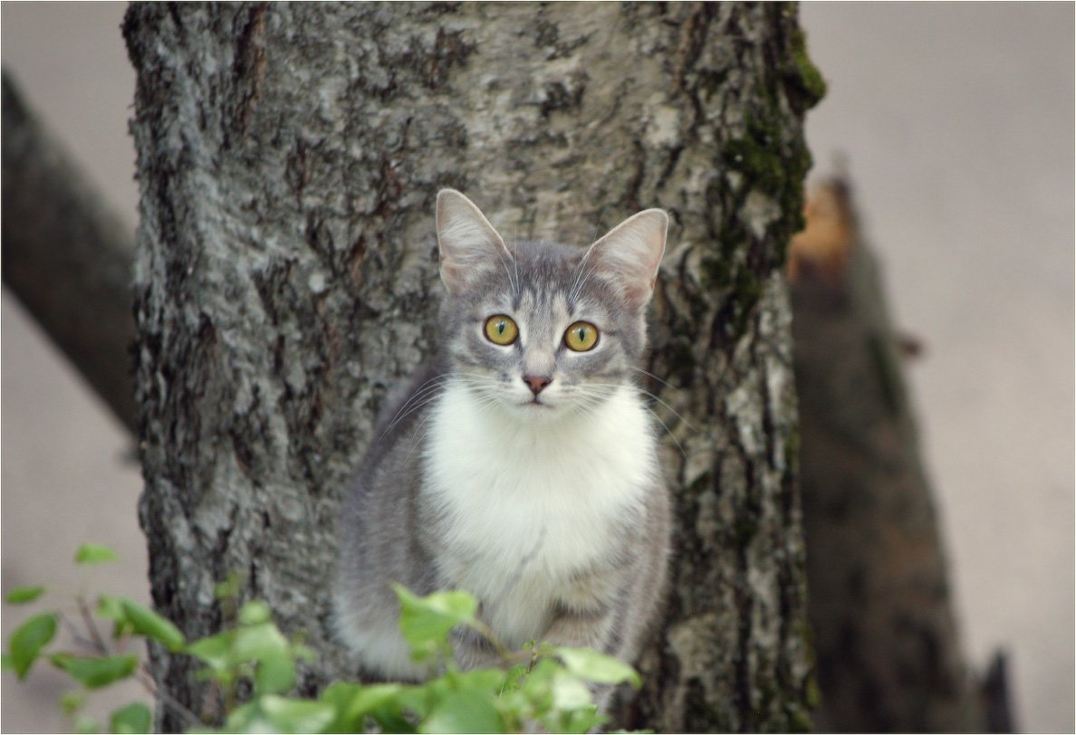 котенок, КарОл