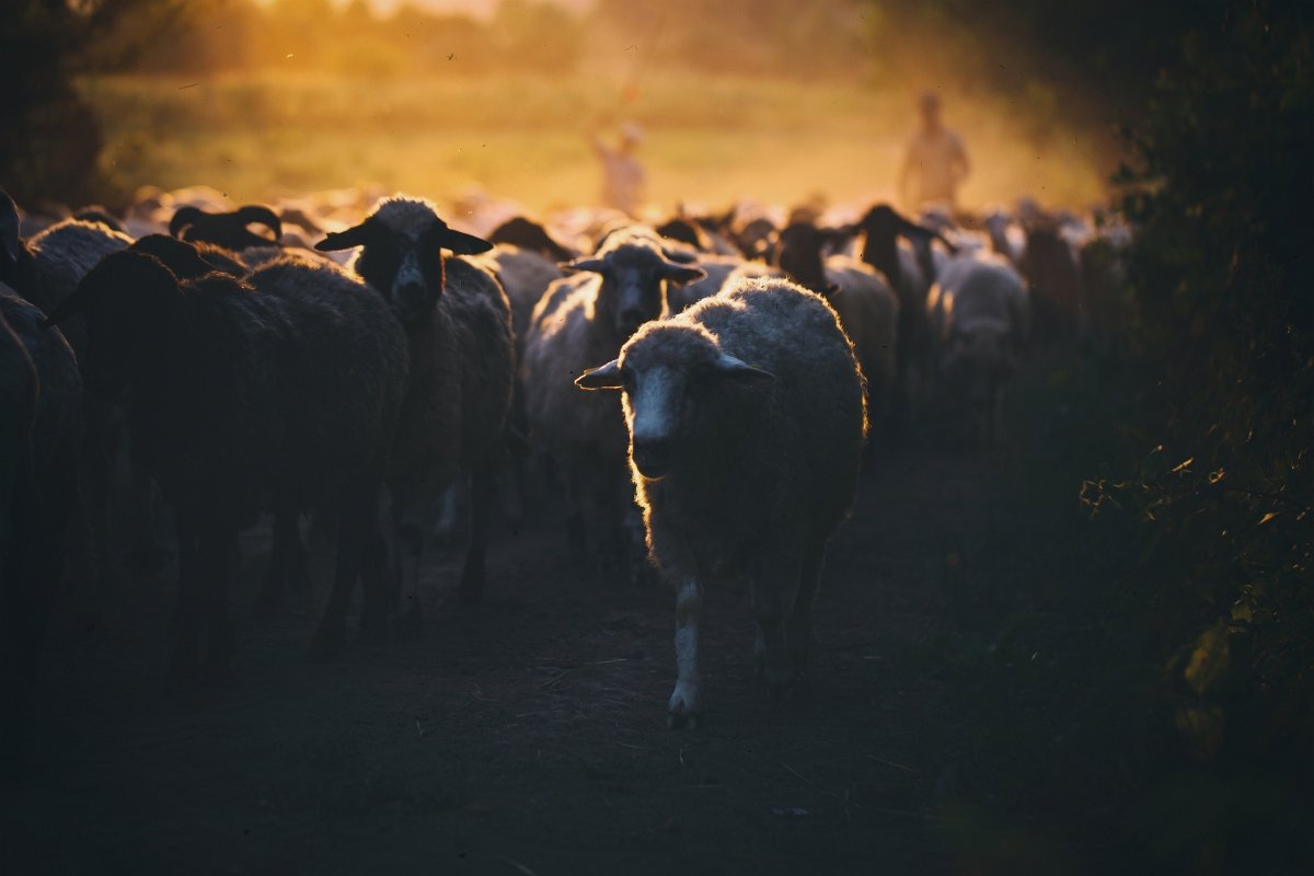 sheep, Claudiu Paduroiu