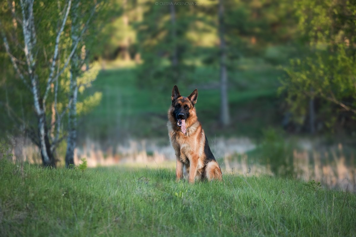 German shepherd dog, winter, dog, Pets, animals, love, man, snow, cold, puppy, baby, forest, beauty, black, tank, army, celebration , Аксёнова Олеся