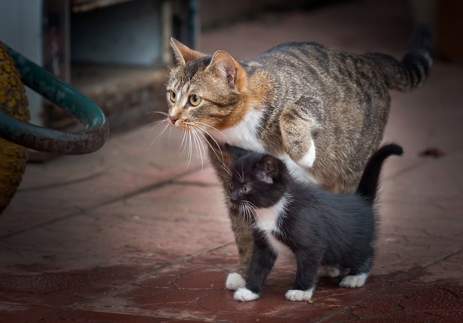 Кота за шкирку можно. Кошка несет котенка. Мама кошка. Кошка тащит котенка за шкирку. Мама несет котенка.