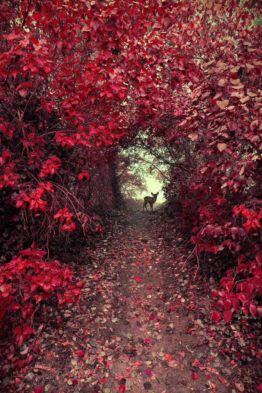 magical garden red dranikowski leaf path mist roe deer sarna magic, Radoslaw Dranikowski