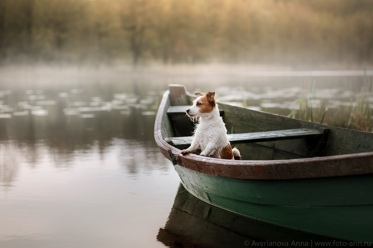собака, природа, лодка, утро, туман, Анна Аверьянова
