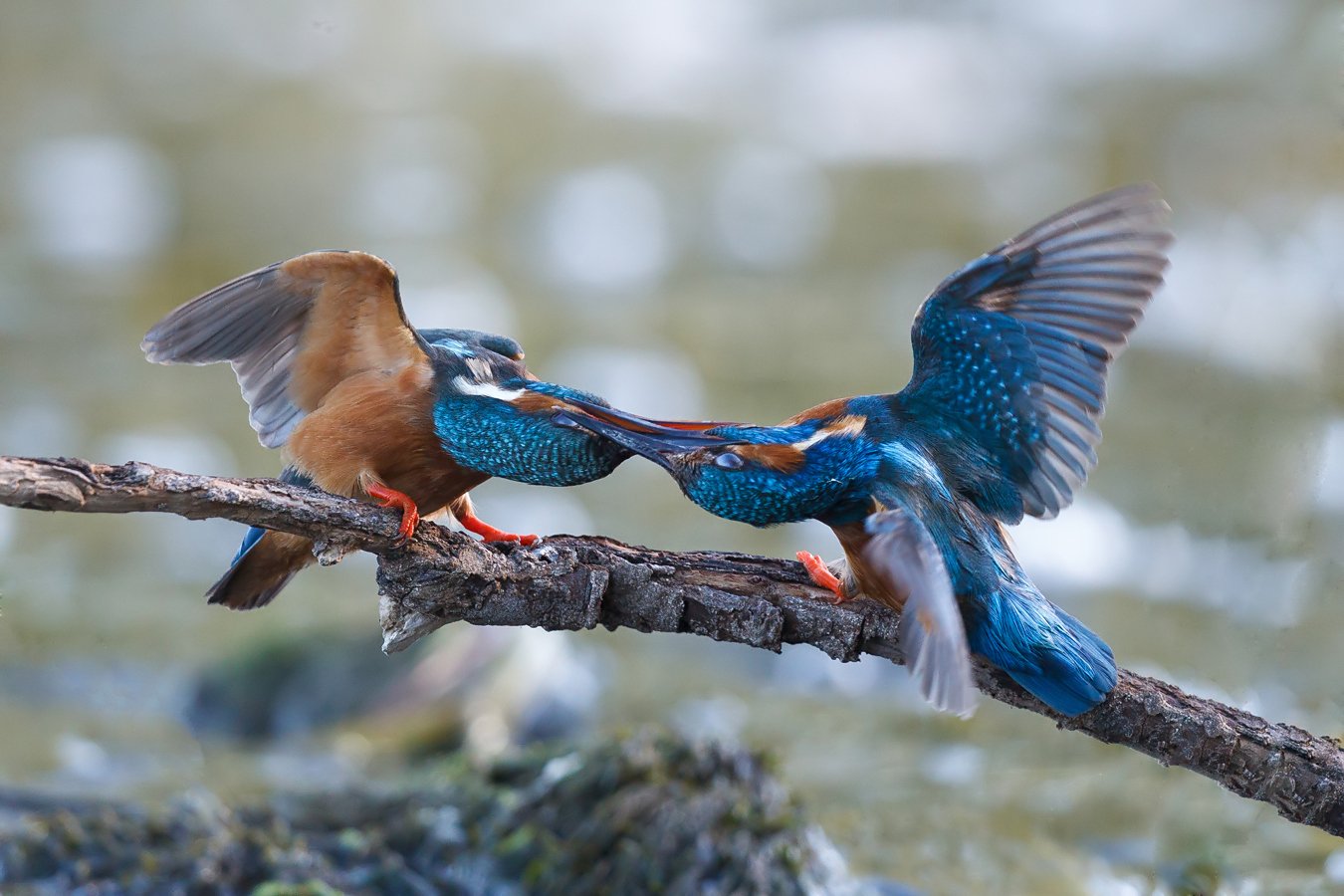 kingfishers, Marcin Kaczmarkiewicz