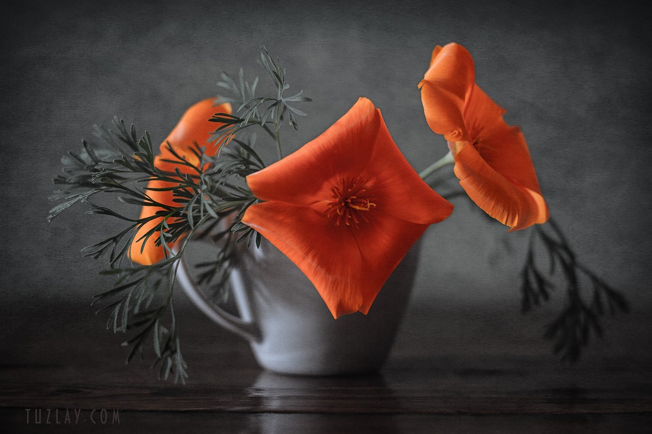 эшшольция, калифорнийские маки, чашка, цветы в чашке, Владимир Тузлай