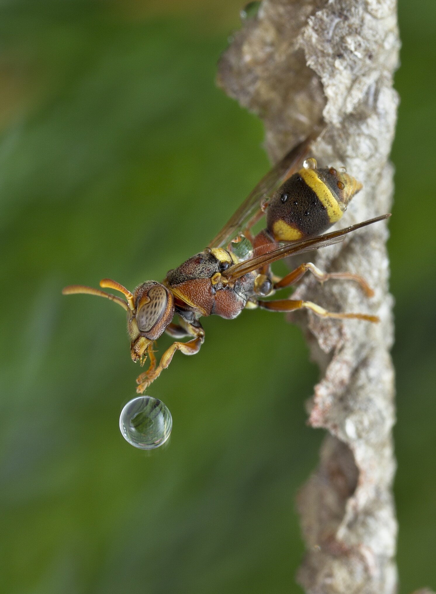 #macro#wasp#waterbubble#reflection#colors, Choo How Lim