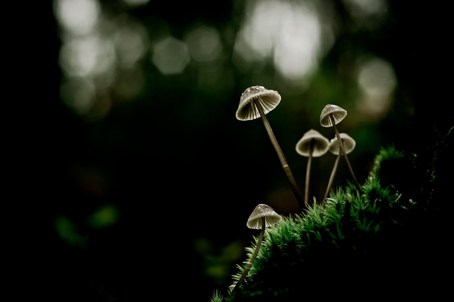 fungi, fungus, mushroom, green, moods, nature, natural, macro, close-up, Antonio Coelho