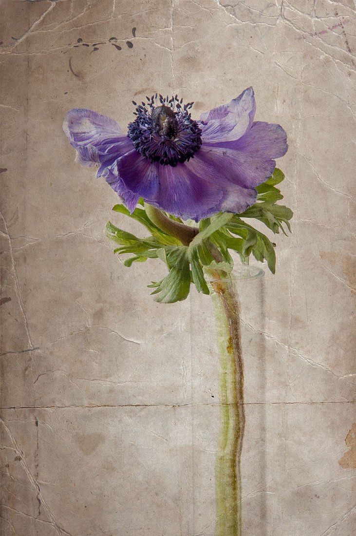 цветок, анемона, ваза, иллюстрация, ретро, Игорь Токарев
