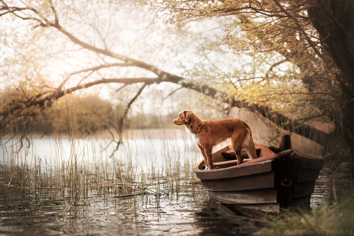 собака, лодка, природа, лето, Польша, Анна Аверьянова