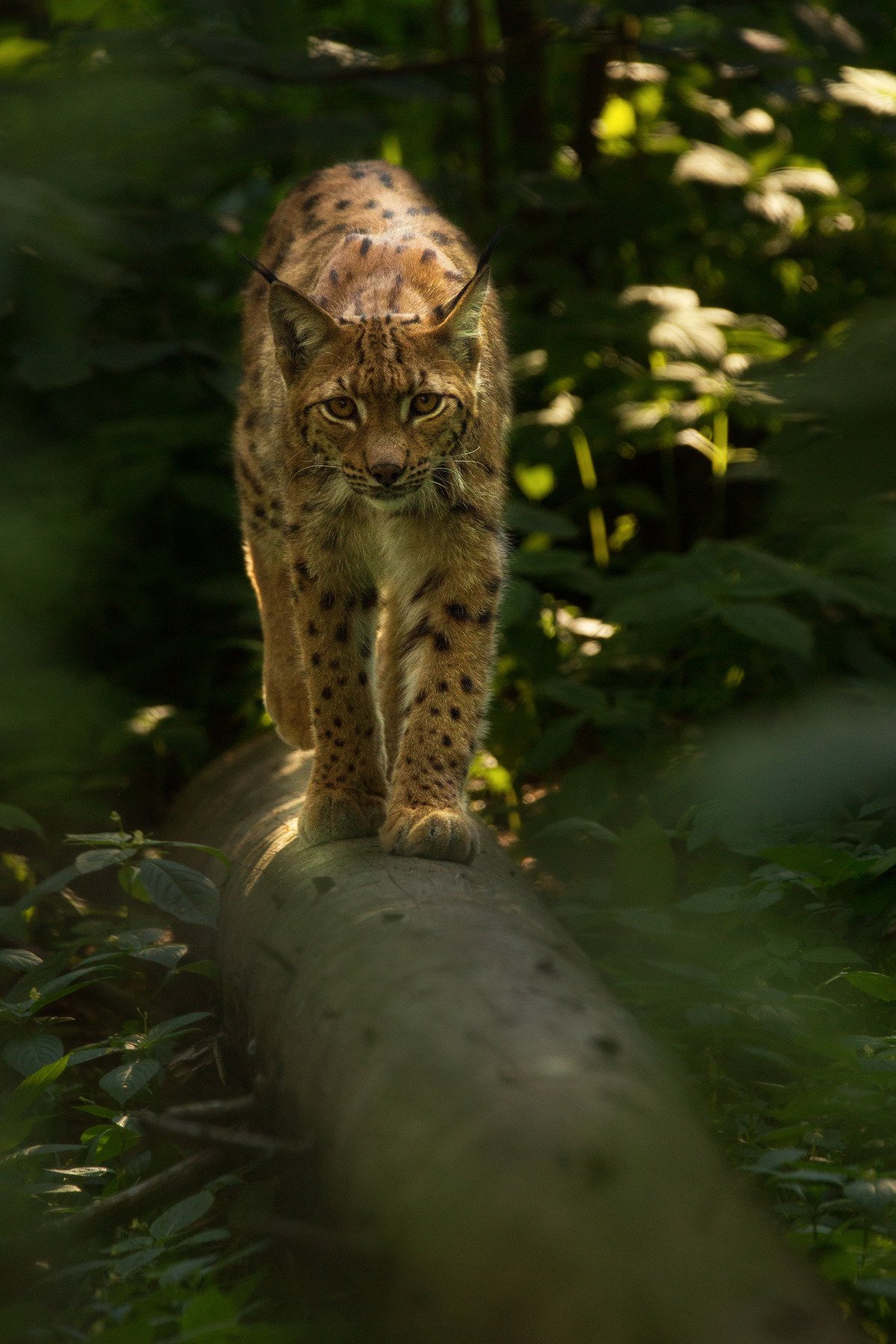 lynx, wood, forest, animal, predator, Jarda Kudlak