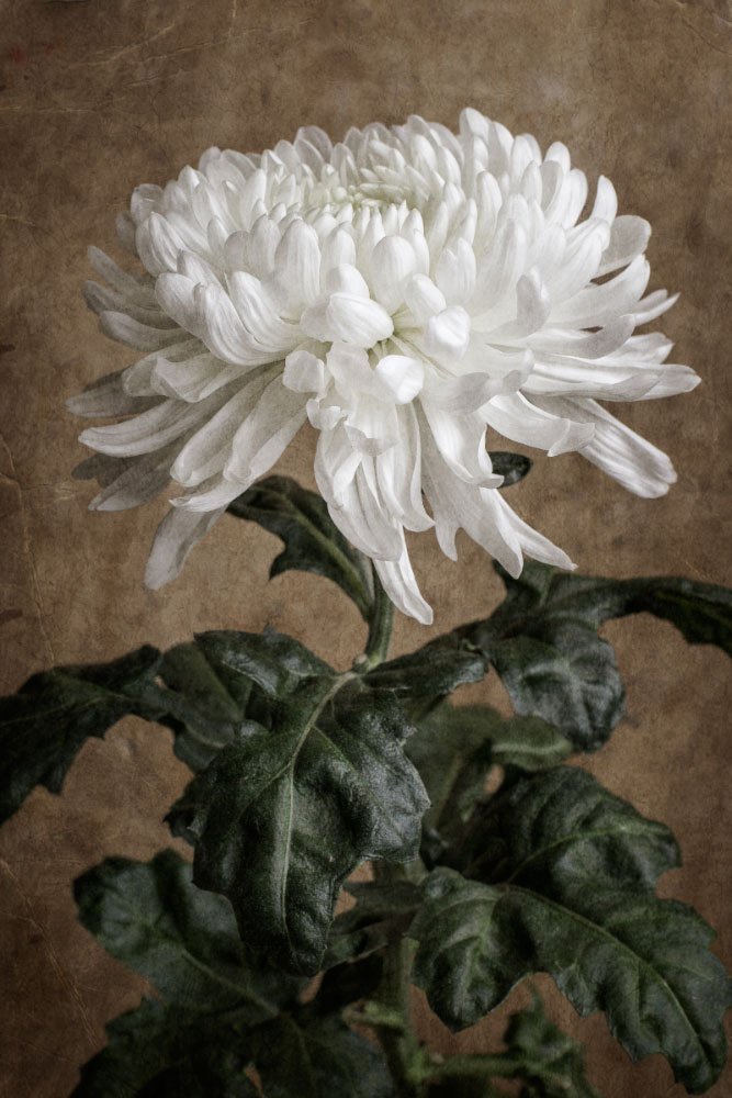 цветок, цветы, хризантема, хризантемы, белая, белые, иллюстрация,, Игорь Токарев