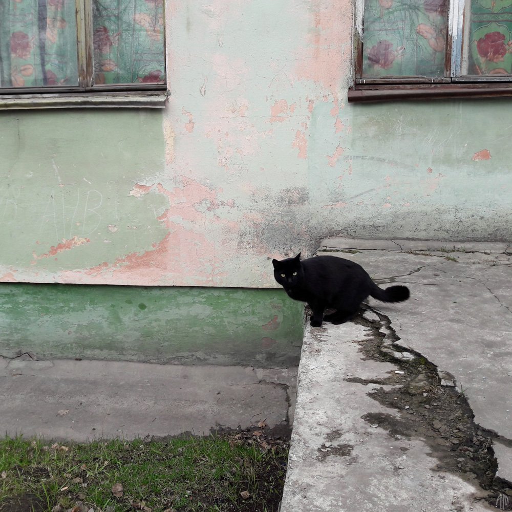 мобильное, фото, кот,, Александр Малафеевский