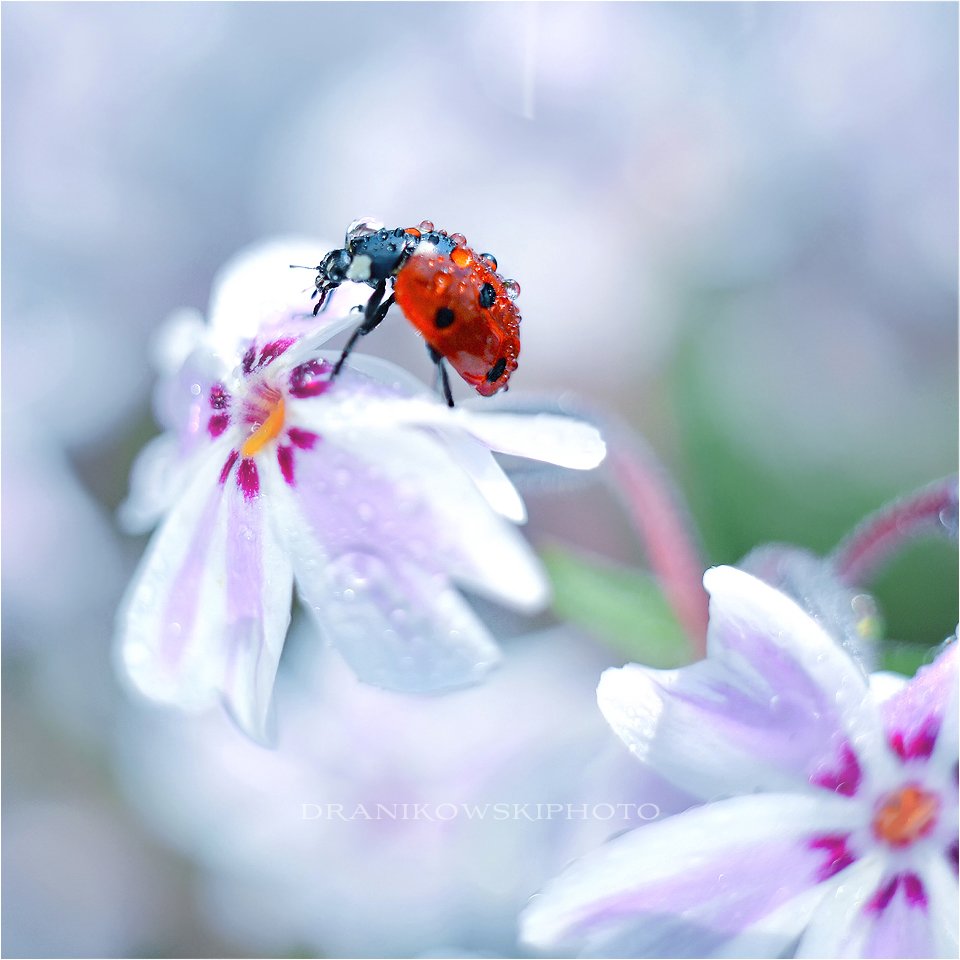 ladybug, biedronka, flower, macro, dranikowski, pastel, water, drops, Radoslaw Dranikowski
