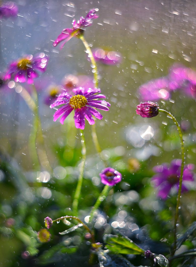 flowers, rain, bokeh, helios, 44-3, water, kwiaty, belomo, krople, dranikowski, Radoslaw Dranikowski