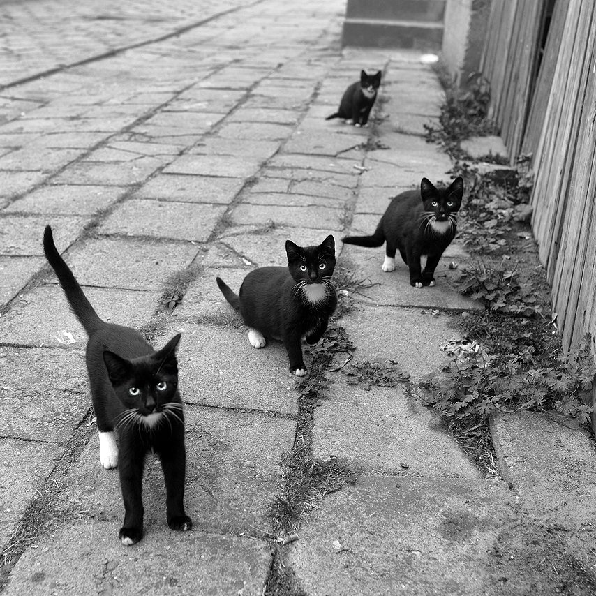 cat cats black protest street homeless white poland dranikowski stange brothers fun, Radoslaw Dranikowski