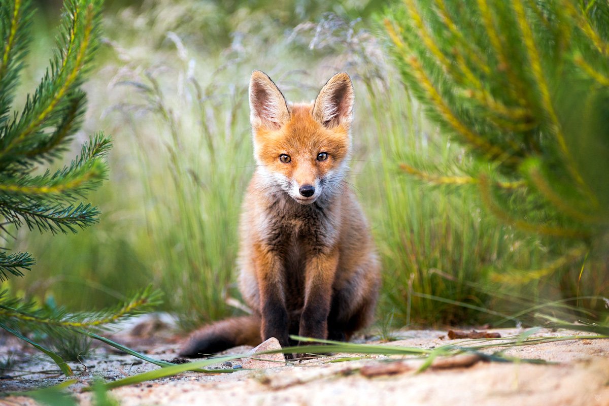 fox, red fox, wildlife, young, lis, лисица, Wojciech Grzanka