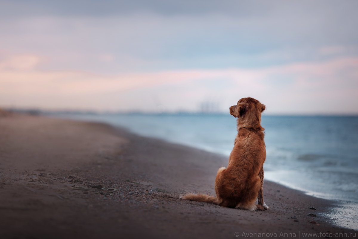 собака, море, природа, Анна Аверьянова